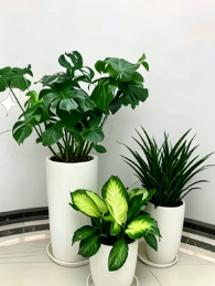 宁波花卉租赁价格-慈溪办公室花木出租-奉化绿植租摆活动-鄞州植物摆放店